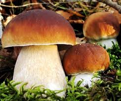 Porcini Mushroom Seeds for Planting