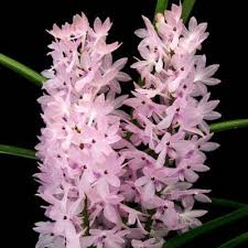Baby Pink Ascocentrum Ampullaceum Seeds for Planting