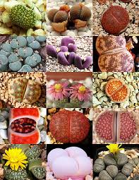 Living Stone Sempervivum Seeds - Mixed Varieties for Planting