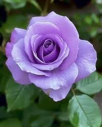 Violet Double Petal English Rose Flower Seeds for Planting Vibrant Colors Heirloom & GMO Free Seeds for Home Garden
 
 Sale