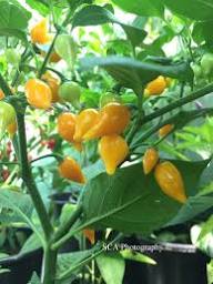 Yellow Biquinho Pepper Planting Seeds - Vibrant Fruit for Your Garden