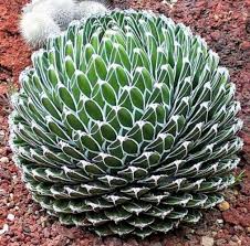 Green Victoria Agave Flower seeds for Planting - Pollinator Friendly, Heirloom & GMO Free Seeds for Home Garden