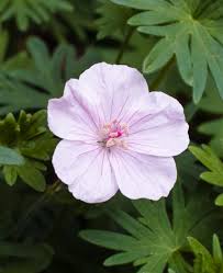 Light Pink Univalve Geranium Flower seeds for Planting - Vibrant Colors, Heirloom & GMO Free Seeds for Home Garden