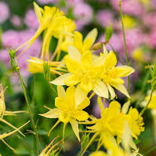 Akelei Pflanze Flower seeds for Planting - Sun Loving, Heirloom & GMO Free Seeds for Home Garden