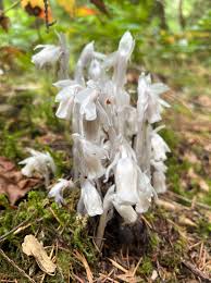 White Monotropa Uniflora Flower Seeds for Planting  Seed for Unique and Rare Blooms