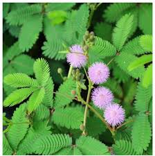 Planting Seeds: Green Mimosa Pudica