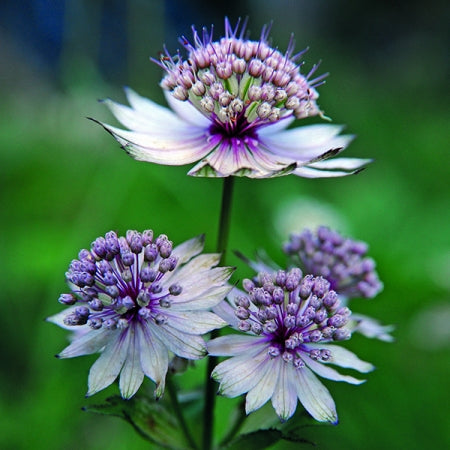 Blue Astrantia Flower seeds for Planting - Pollinator Friendly, Heirloom & GMO Free Seeds for Home Garden