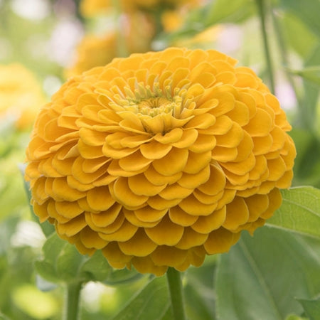 Yellow Red Zinnia Flower seeds for Planting - Cut Flower Favorite, Heirloom & GMO Free Seeds for Home Garden