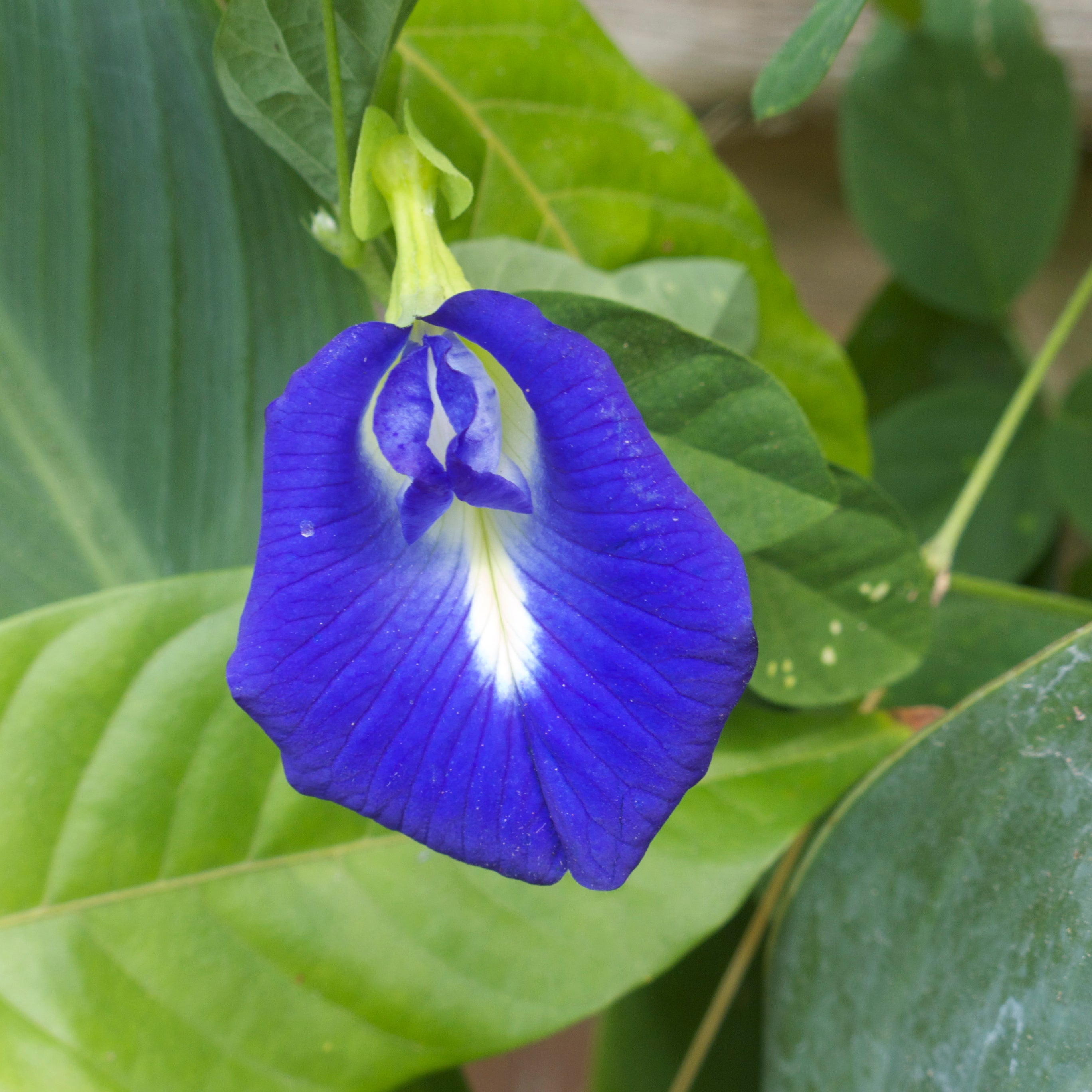 Pea Flower seeds for Planting Cut Flower Favorite Heirloom & GMO Free Seeds for Home Garden