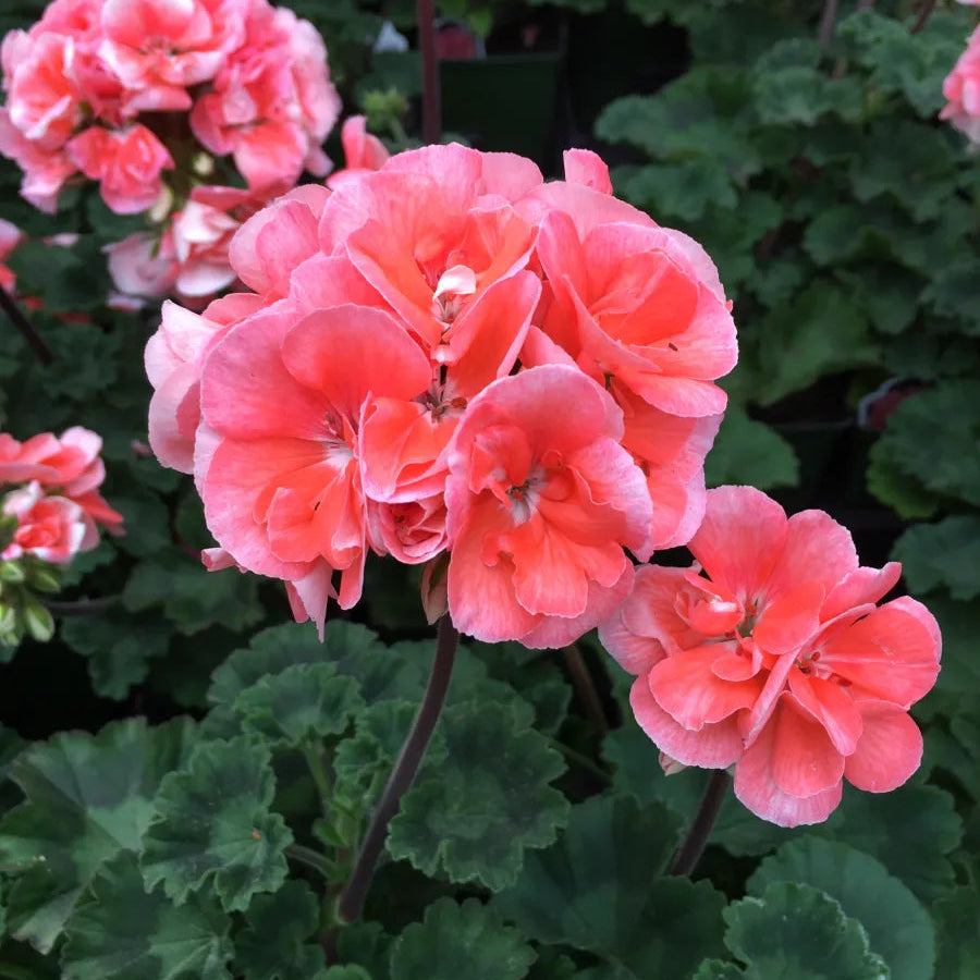 Salmon Pelargonium Peltatum Flower Seeds for Planting Wildflower Mix Heirloom & GMO Free Seeds for Home Garden
 
 Sale