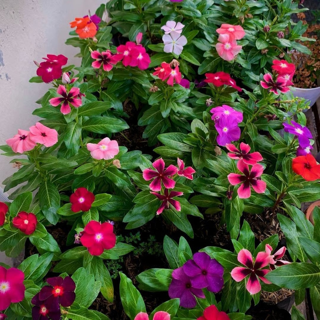 Vinca Mix Seeds for Planting  Colorful Annual Blooms for Your Garden - Evergrowseeds
