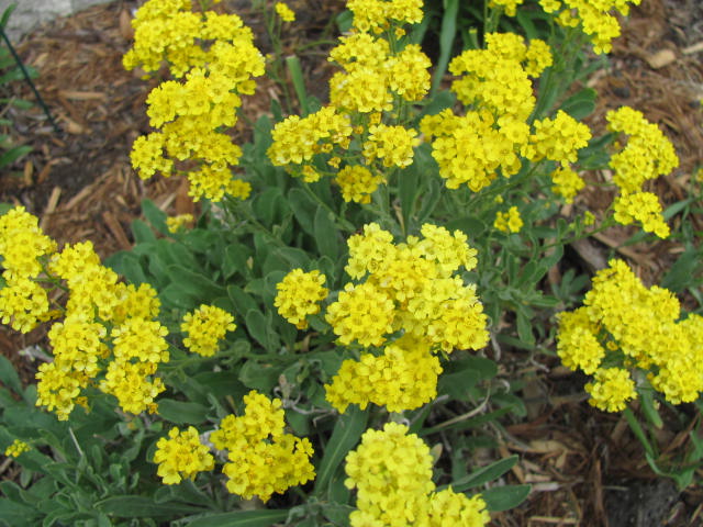 Yellow Aurinia Saxatilis Flower seeds for Planting - Drought Tolerant, Heirloom & GMO Free Seeds for Home Garden