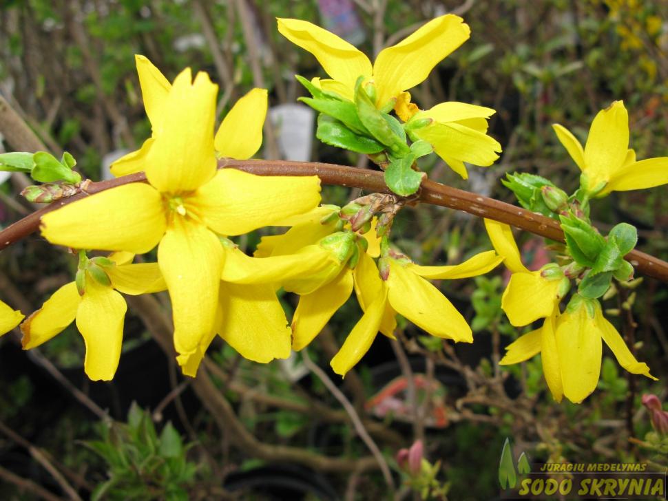 Yellow Forsythia Flower seeds for Planting - Seasonal Bloomer, Heirloom & GMO Free Seeds for Home Garden