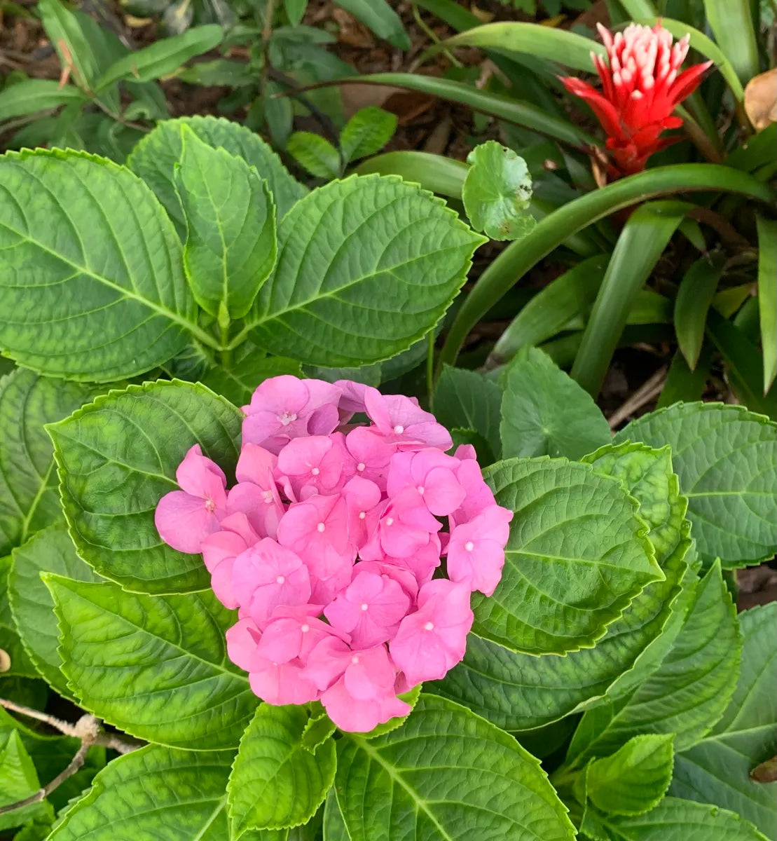 Pink Hydrangea Flower seeds for Planting - Fragrant Blossoms, Heirloom & GMO Free Seeds for Home Garden