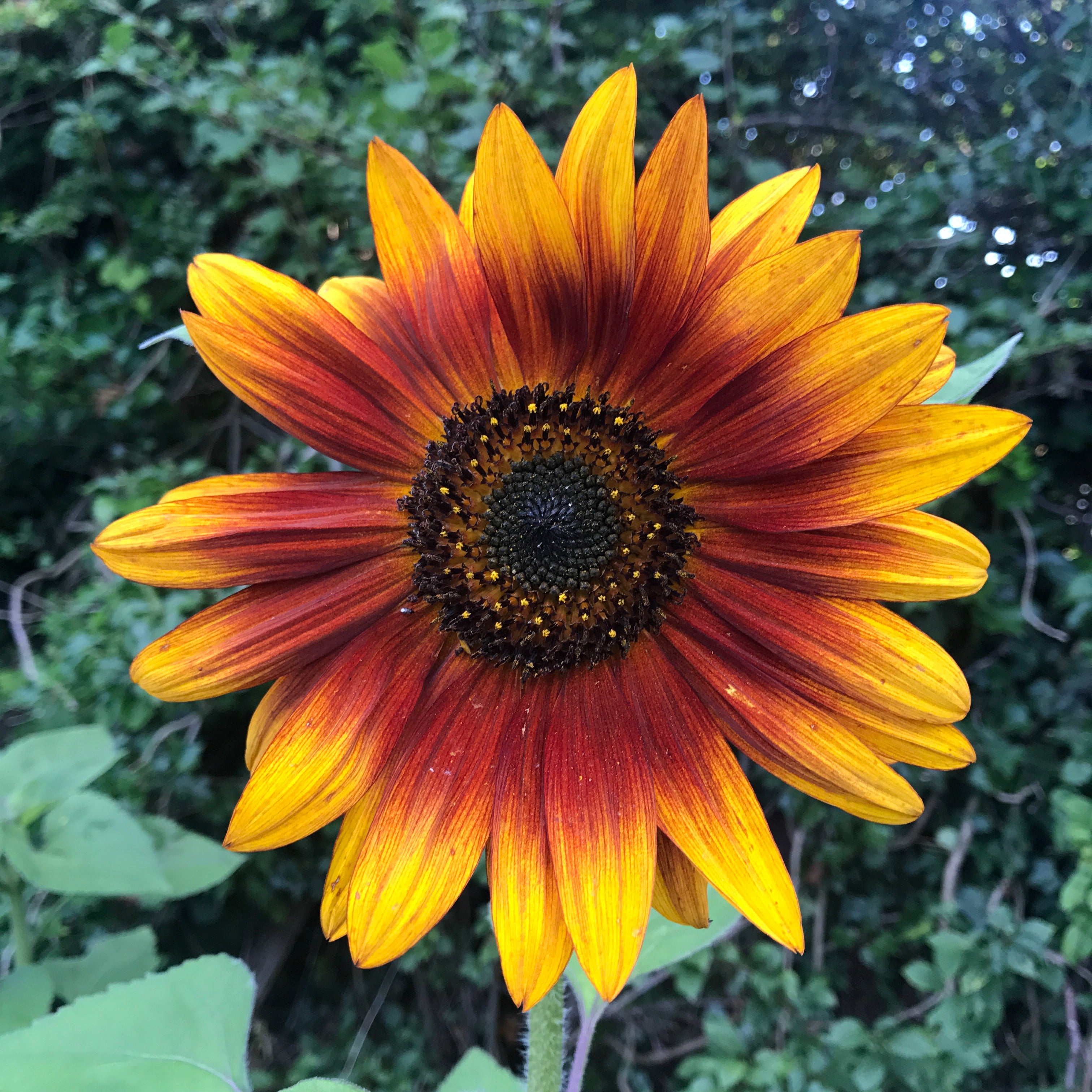 Orange Helianthus Flower seeds for Planting - Pollinator Friendly, Heirloom & GMO Free Seeds for Home Garden