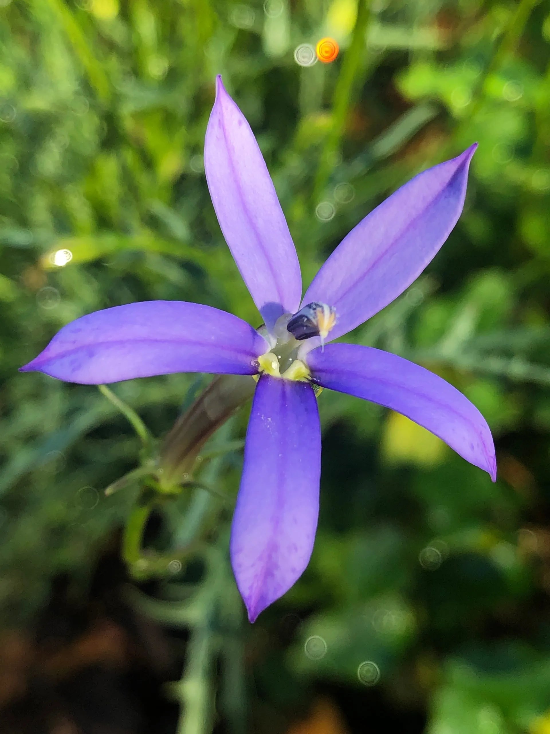 Violet Isotoma Axillaris Flower seeds for Planting - Drought Tolerant, Heirloom & GMO Free Seeds for Home Garden