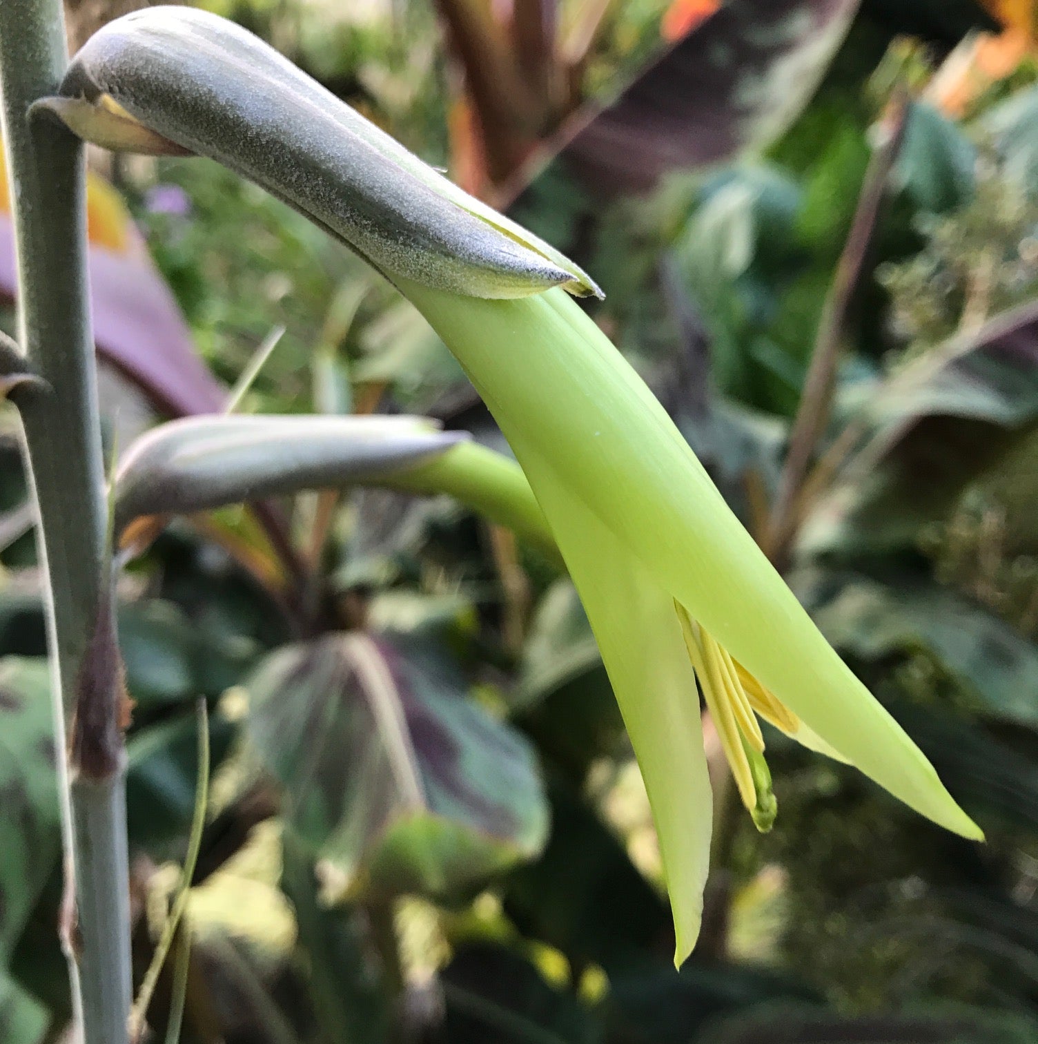 Yellow Puya Mirabilis Flower seeds for Planting - Fragrant Blossoms, Heirloom & GMO Free Seeds for Home Garden