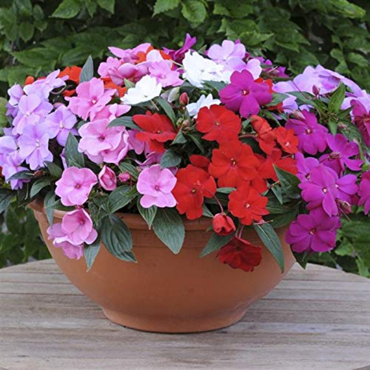 Pink Lizzie Flower seeds for Planting - Hardy Variety, Heirloom & GMO Free Seeds for Home Garden