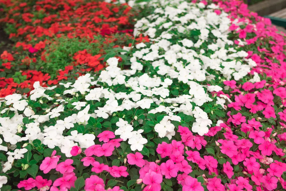 Ornamental Flower seeds for Planting Cut Flower Favorite Heirloom & GMO Free Seeds for Home Garden