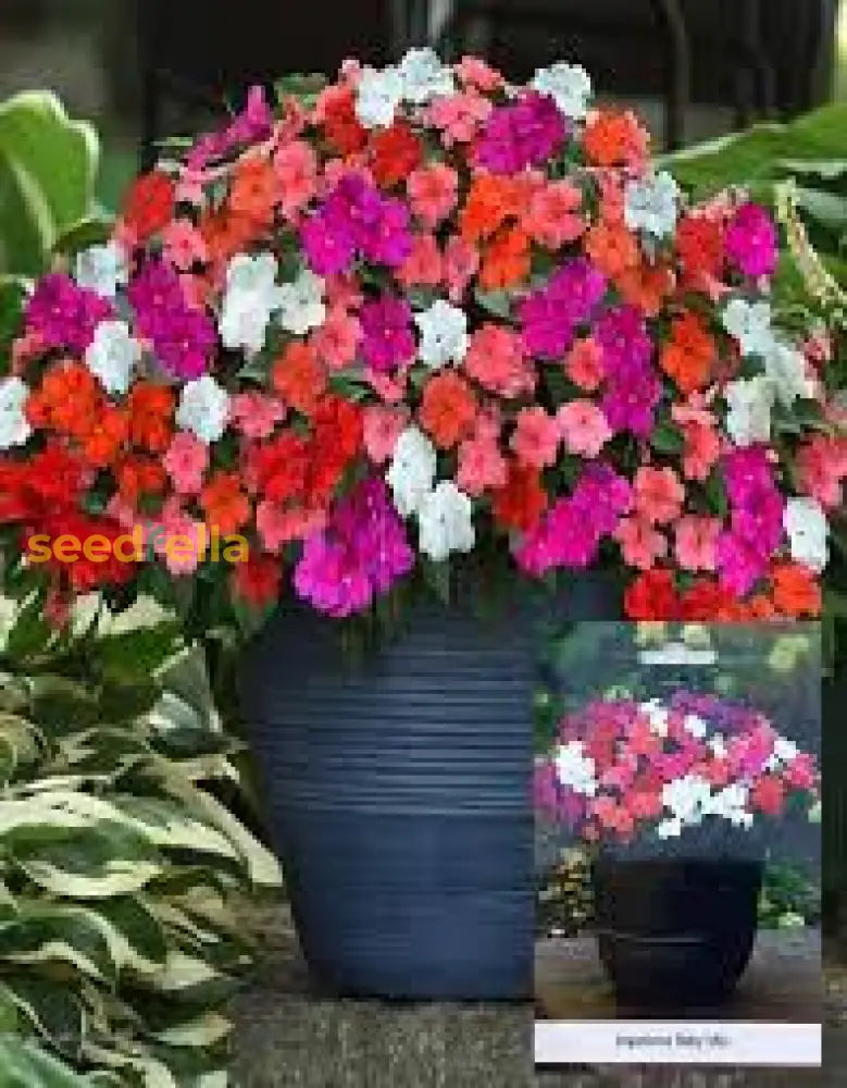Impatiens Mix Flower Seeds For Planting - Vibrant Annual Shaded Gardens