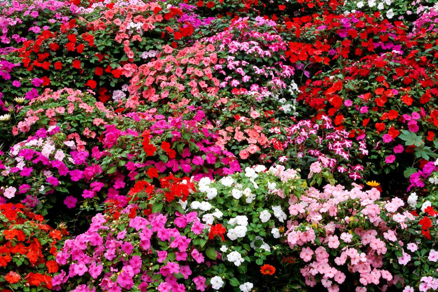 Impatiens Carousel Flower seeds for Planting Shade Tolerant Heirloom & GMO Free Seeds for Home Garden