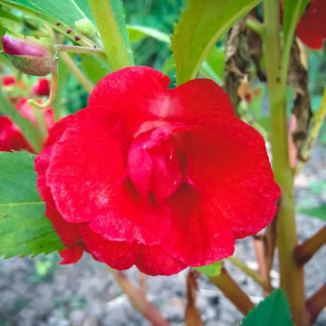 Buy Balsam Seeds Online – Impatiens balsamina Colorful Summer Flowers