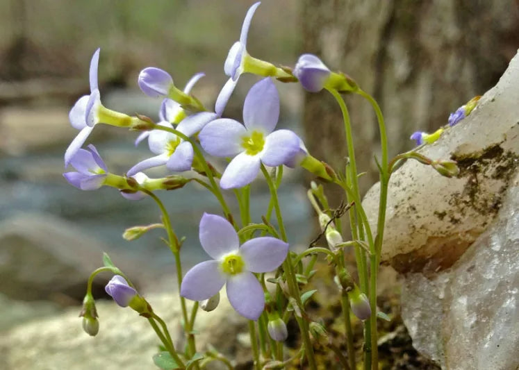 Houstonia Houstonia spp Flower Seeds for Planting in Flower Bed