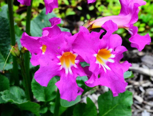 Incarvilla Flower seeds for Planting - Vibrant Colors, Heirloom & GMO Free Seeds for Home Garden