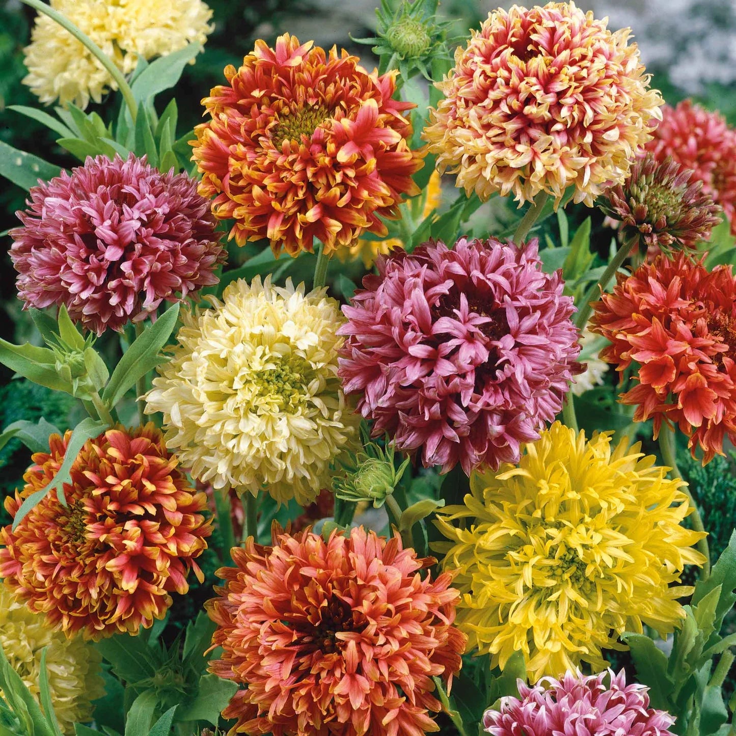 Mixed Gaillardia Lorenziana Flower seeds for Planting - Long Bloom Season, Heirloom & GMO Free Seeds for Home Garden