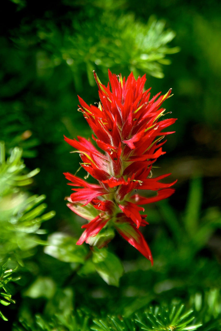 Orange Castilleja Flower seeds for Planting - Fragrant Blossoms, Heirloom & GMO Free Seeds for Home Garden