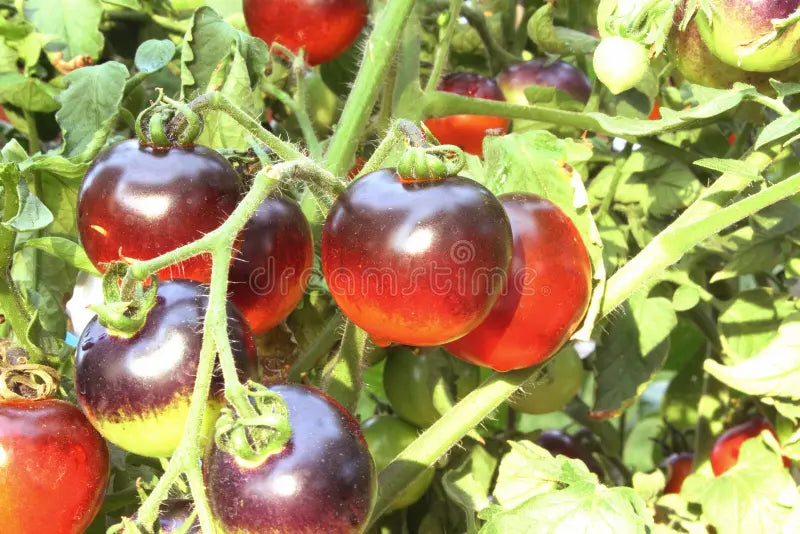 Mixed Blueberries Tomato Seeds for Planting