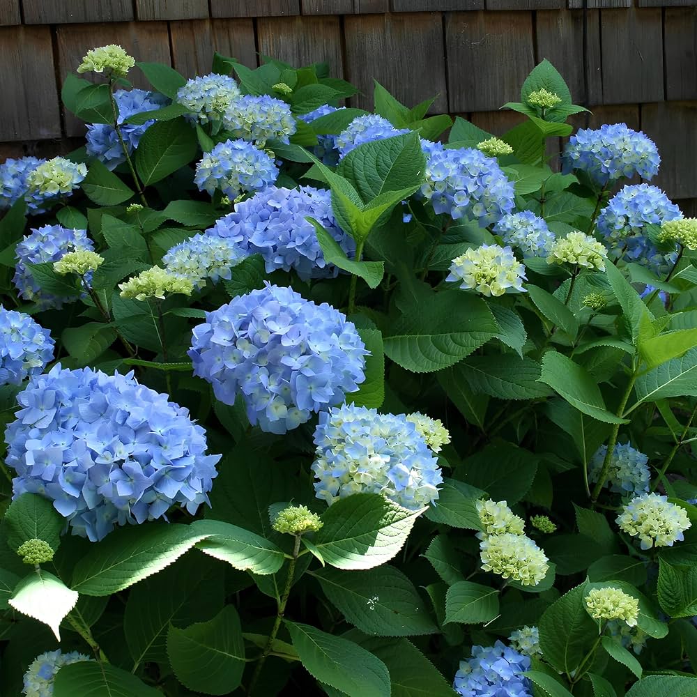 Indoor Dark Blue Hydrangea Seeds