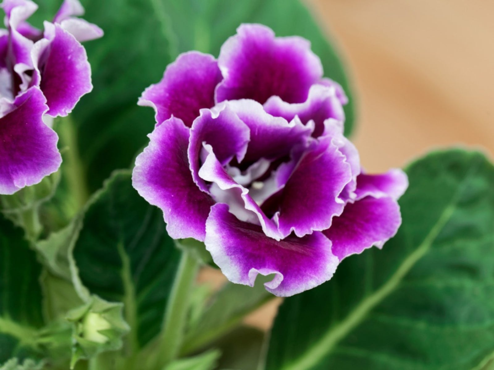 Gloxinia Flowers Growing Indoors in Pots