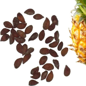 Pineapple Fruit Seeds – Organic Tropical Variety for Home Gardeners
