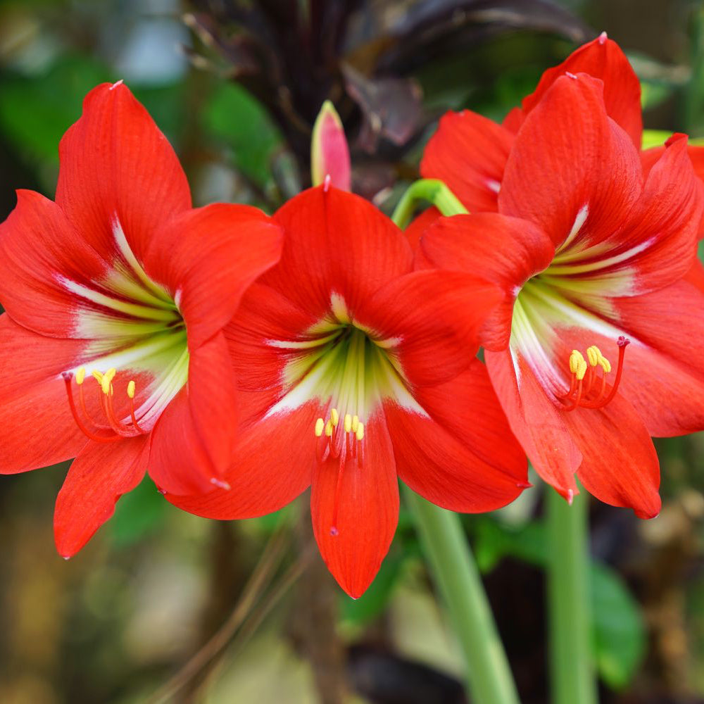 Heirloom Amaryllis Seeds – Non-GMO Garden Flower with Giant Trumpet Blooms