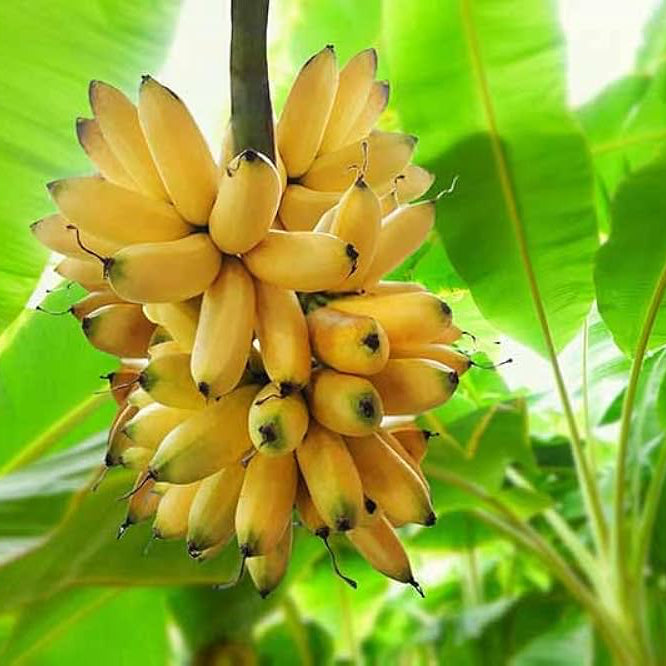 Organic Musa Seeds – Exotic Banana Tree for Tropical Landscaping