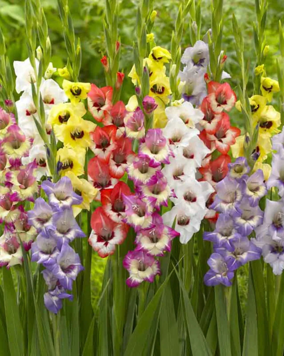 Gladiolus Flower seeds for Planting Vibrant Colors Heirloom & GMO Free Seeds for Home Garden