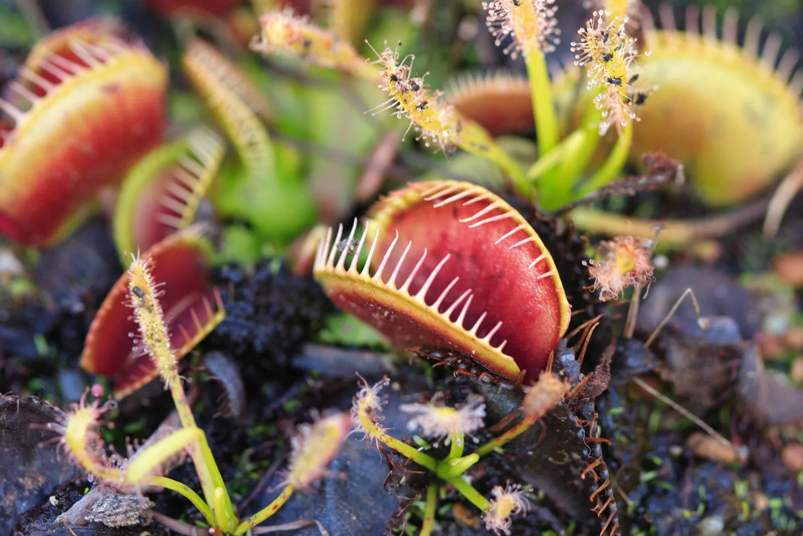 Carnivorous or Venus flytrap (Dionaea muscipula) Flower seeds for Planting | Heirloom Non-GMO Flower Seeds for Home Gardens