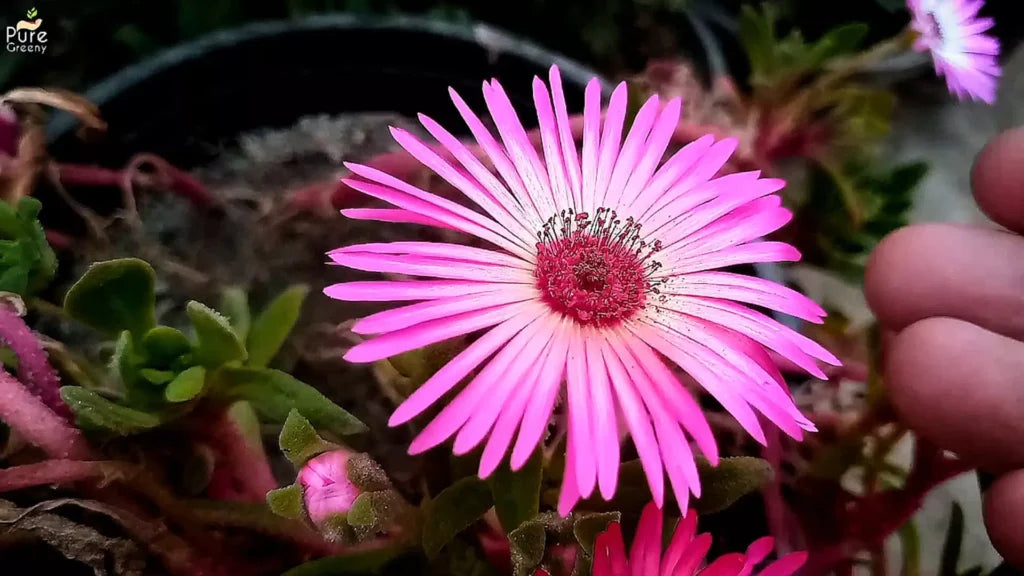 Mixed Ice Flower Planting Seeds Collection