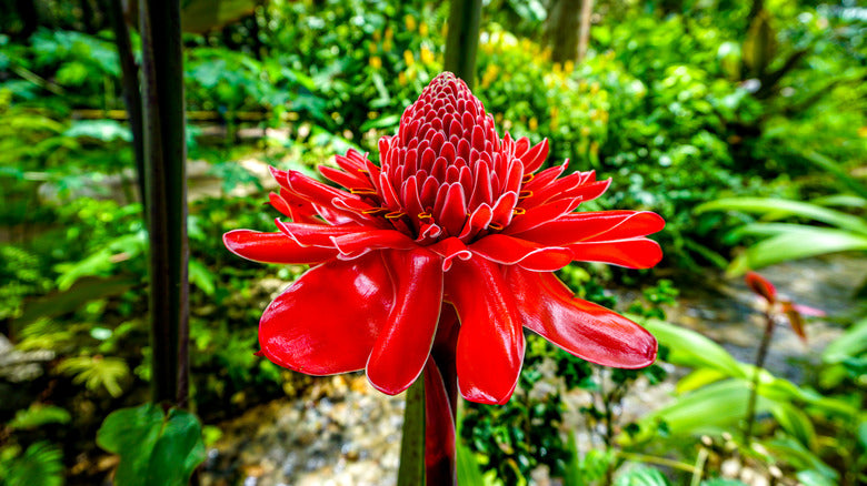 Rainbow Torch Ginger Flower seeds for Planting - Premium Quality, Heirloom & GMO Free Seeds for Home Garden