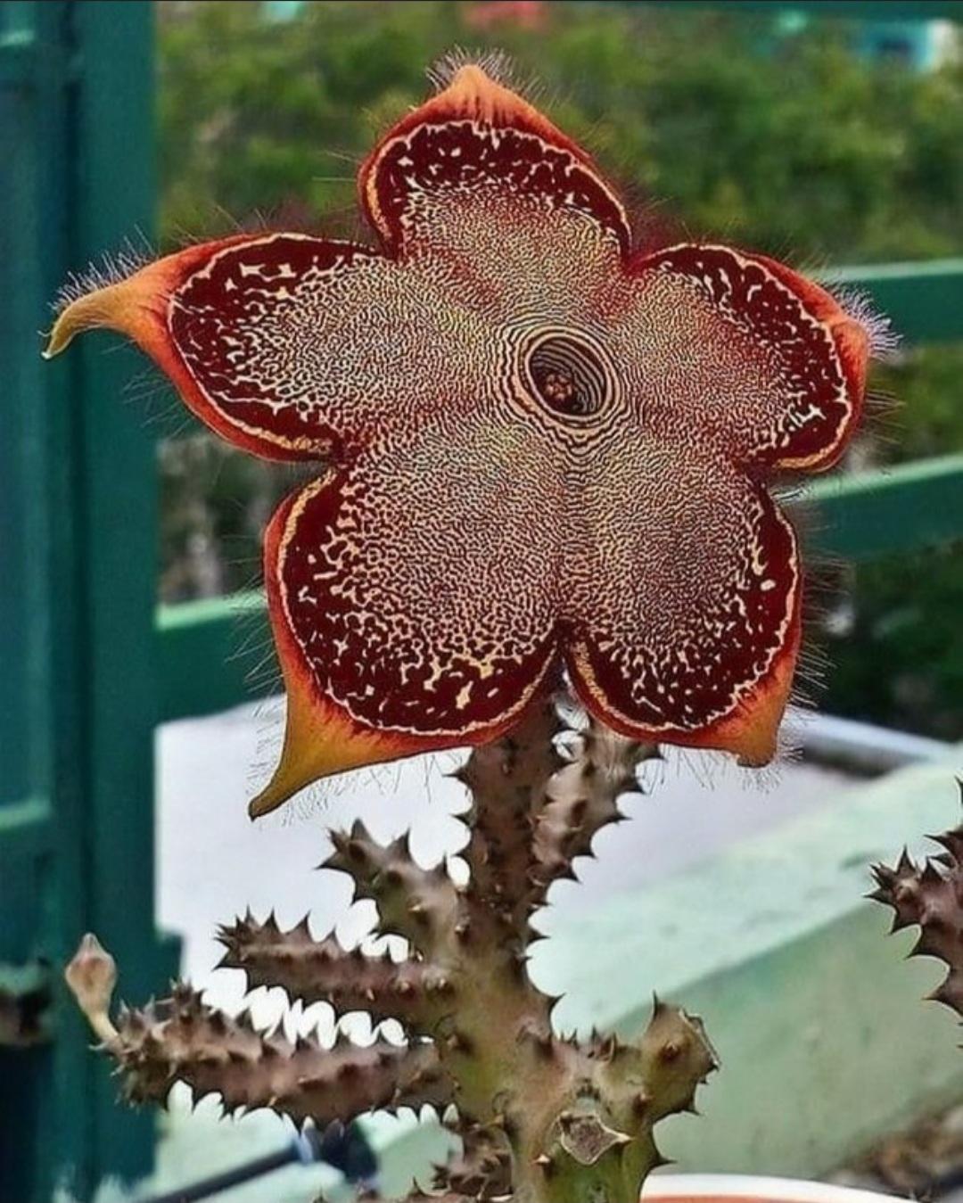 Edithcolea Flower seeds for Planting - Seasonal Bloomer, Heirloom & GMO Free Seeds for Home Garden