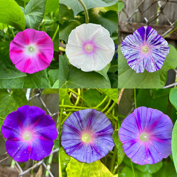 Morning Glory Flower Seeds – Colorful Climbing Blooming Garden Variety