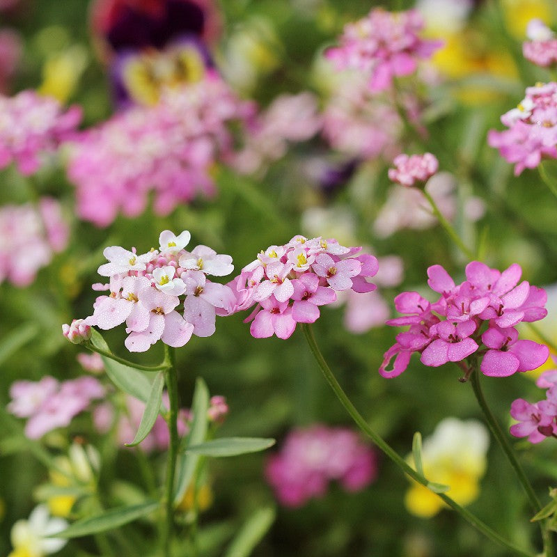 Iberis Candytuft Purple & Pink Mix Seeds for Colorful Garden Blooms