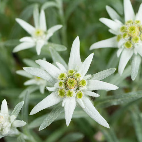 White Crimson Rim Flower seeds for Planting - Pollinator Friendly, Heirloom & GMO Free Seeds for Home Garden