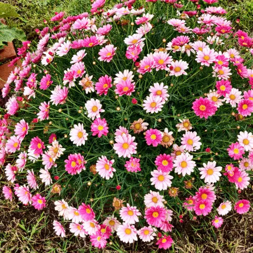 Mixed Argyranthemum Flower seeds for Planting - Cut Flower Favorite, Heirloom & GMO Free Seeds for Home Garden
