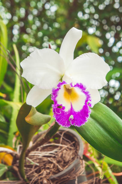 Cattleya Flower seeds for Planting - Low Maintenance, Heirloom & GMO Free Seeds for Home Garden