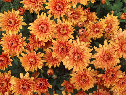 Chrysanthemum Flower seeds for Planting - Bright Blooms, Heirloom & GMO Free Seeds for Home Garden
