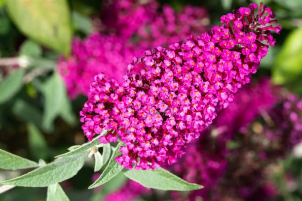 Pink Buddleia Flower Seeds for Planting Shade Tolerant Heirloom & GMO Free Seeds for Home Garden
 
 Sale