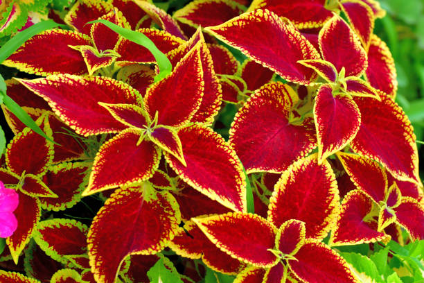 Light Yellow & Pink Coleus Flower seeds for Planting - Cut Flower Favorite, Heirloom & GMO Free Seeds for Home Garden