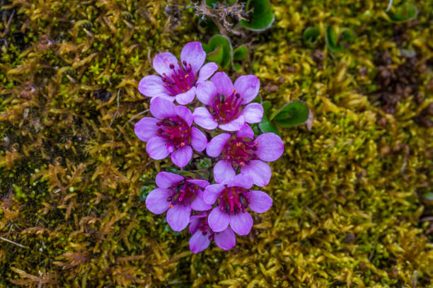 Purple Saxifraga Arendsii Flower seeds for Planting - Compact Growth, Heirloom & GMO Free Seeds for Home Garden